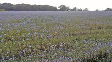 Phacelia